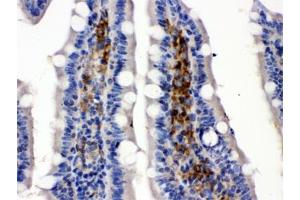 IHC testing of FFPE rat intestine with SLC2A5 antibody. (SLC2A5 anticorps)