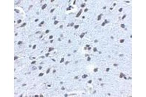 Immunohistochemistry of APP in mouse brain tissue with APP antibody at 2. (APP anticorps  (N-Term))
