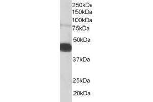ABIN185127 staining (0. (Pleckstrin anticorps  (C-Term))