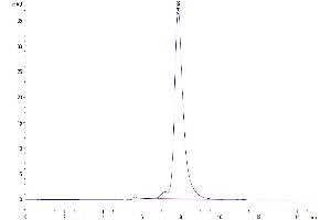 The purity of Human KLRG1 is greater than 95 % as determined by SEC-HPLC.