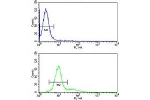 Retinoblastoma antibody flow cytometric analysis of 293 cells (green) compared to a negative control (blue). (Retinoblastoma Protein (Rb) anticorps  (AA 858-886))