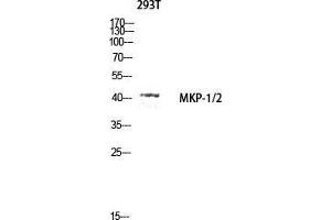 Western Blot (WB) analysis of 293T lysis using MKP-1/2 antibody. (MKP-1/2 anticorps  (Lys92))
