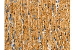 Phospho-FXYD1/PLM (Ser83) Antibody at 1/100 staining Rat heart tissue by IHC-P. (FXYD1 anticorps  (pSer83))