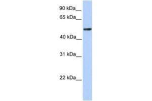 Western Blotting (WB) image for anti-Zinc Finger and BTB Domain Containing 9 (ZBTB9) antibody (ABIN2461995) (ZBTB9 anticorps)