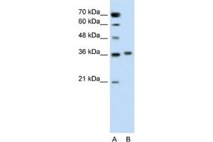 Western Blotting (WB) image for anti-Pipecolic Acid Oxidase (PIPOX) antibody (ABIN2462587) (PIPOX anticorps)