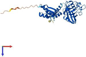 AlphaFold protein structure predicition of Human Recombinant PPIL6 Protein, UniprotID Q8IXY8