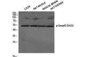 Western Blot (WB) analysis of specific cells using Phospho-Smad3 (S425) Polyclonal Antibody. (SMAD3 anticorps  (pSer425))