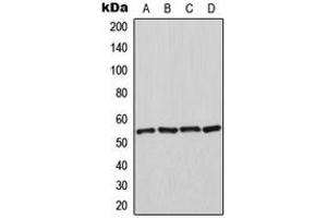 Western blot analysis of HSPA14 expression in K562 (A), HeLa (B), NIH3T3 (C), rat kidney (D) whole cell lysates. (HSPA14 anticorps  (C-Term))