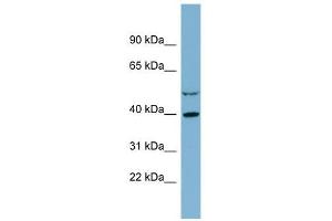 IDH3A antibody used at 1 ug/ml to detect target protein. (IDH3A anticorps)
