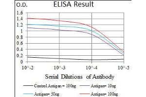 Image no. 7 for anti-T Brachyury Protein (AA 257-309) antibody (ABIN1491288)