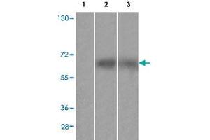 Western blot analysis of Lane 1: antigen-specific peptide treated Huvec cells, Lane 2: HuvEc cells, Lane 3: JK cells with FRS2 (phospho Y436) polyclonal antibody  at 1:500-1000 dilution. (FRS2 anticorps  (pTyr436))