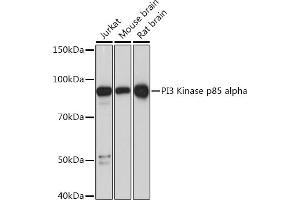 Western blot analysis of extracts of various cell lines, using PI3 Kinase p85 alpha Rabbit mAb (ABIN7269319) at 1:1000 dilution.