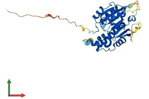AlphaFold protein structure predicition of Mouse Recombinant Bcdin3d Protein, UniprotID Q91YP1
