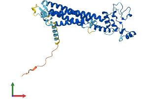 AlphaFold protein structure predicition of Human Recombinant PRPH2 Protein, UniprotID P23942
