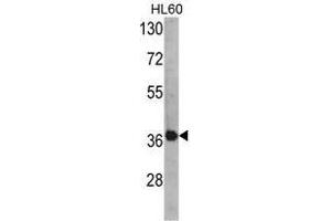 Image no. 1 for anti-Activator of HSP90 ATPase Activity 1 (AHSA1) (N-Term) antibody (ABIN452726) (AHSA1 anticorps  (N-Term))