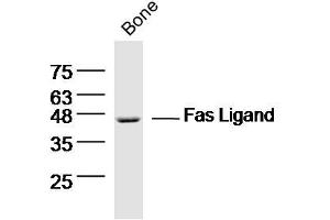 Bone lysates probed with Fas Ligand Polyclonal Antibody, Unconjugated  at 1:300 dilution and 4˚C overnight incubation.
