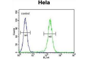 Flow cytometric analysis of Hela cells using LARS Antibody (N-term) Cat.