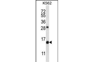 SCGB1D2 Antibody (Center) (ABIN657715 and ABIN2846703) western blot analysis in K562 cell line lysates (35 μg/lane). (SCGB1D2 anticorps  (AA 22-50))