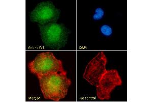 (ABIN263149) Immunofluorescence analysis of paraformaldehyde fixed A549 cells, permeabilized with 0. (ETV1 anticorps  (Internal Region))