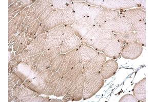 IHC-P Image CSB antibody [N2C1], Internal detects CSB protein at nucleus on mouse muscle by immunohistochemical analysis.