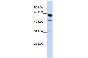 WB Suggested Anti-HEPACAM2 Antibody Titration:  0. (HEPACAM2 anticorps  (Middle Region))