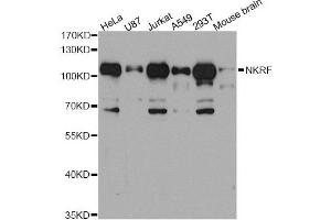 Western blot analysis of extracts of various cell lines, using NKRF antibody (ABIN5972800) at 1/1000 dilution. (NKRF anticorps)