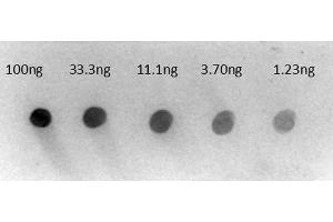 Dot Blot of Rabbit Anti-Human IgG gamma chain Alkaline Phosphatase Conjugated Antibody. (Lapin anti-Humain IgG (Heavy Chain) Anticorps (Alkaline Phosphatase (AP)) - Preadsorbed)