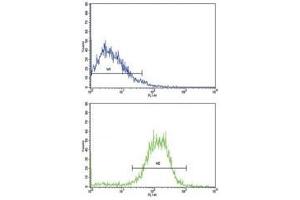 Flow cytometric analysis of NCI-H292 cells using E Cadherin antibody (bottom histogram) compared to a negative control cell (top histogram).