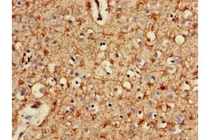 Immunohistochemistry of paraffin-embedded human brain tissue using ABIN7164948 at dilution of 1:100 (PSMA2 anticorps  (AA 120-227))