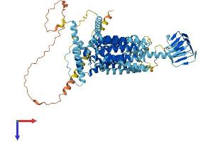 AlphaFold protein structure predicition of Mouse Recombinant Sv2c Protein, UniprotID Q69ZS6