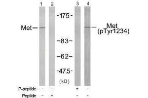 Image no. 1 for anti-Met Proto-Oncogene (MET) (pTyr1234) antibody (ABIN196972) (c-MET anticorps  (pTyr1234))