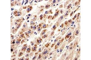 IHC analysis of FFPE human liver section using DHFR antibody; Ab was diluted at 1:25.