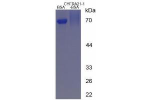 Image no. 3 for Cytokeratin Fragment Antigen 21-1 (CYFRA21.1) peptide (BSA) (ABIN5665960) (Cytokeratin Fragment Antigen 21-1 (CYFRA21.1) peptide (BSA))