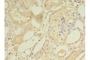 Immunohistochemistry of paraffin-embedded human kidney tissue using ABIN7160712 at dilution of 1:100