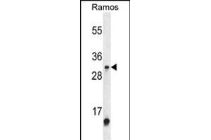Western blot analysis of METTL1 Antibody (Center) (ABIN653843 and ABIN2843107) in Ramos cell line lysates (35 μg/lane). (METTL1 anticorps  (AA 147-175))