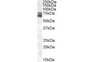 Image no. 1 for anti-Aryl Hydrocarbon Receptor Nuclear Translocator-Like (ARNTL) (both Isoforms), (Internal Region) antibody (ABIN375102) (ARNTL anticorps  (both Isoforms, Internal Region))