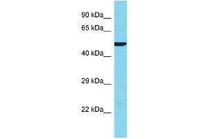 Host: Rabbit Target Name: KRT38 Sample Type: Hela Whole Cell lysates Antibody Dilution: 1. (KRT38 anticorps  (Middle Region))