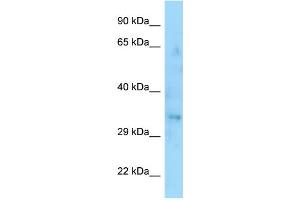 WB Suggested Anti-SYPL1 Antibody Titration: 1. (SYPL1 anticorps  (C-Term))