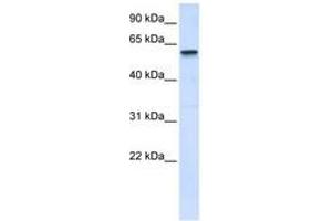 Image no. 1 for anti-Tripartite Motif Containing 41 (TRIM41) (C-Term) antibody (ABIN6740405) (TRIM41 anticorps  (C-Term))