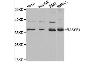 Western blot analysis of extracts of various cell lines, using RASSF1 antibody. (RASSF1 anticorps  (AA 101-340))