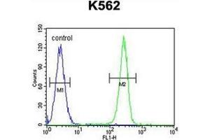Fllow cytometric analysis of K562 cells using AP53076PU-N (right histogram) compared to a negative control cell (left histogram). (Q9H346 (AA 251-281), (C-Term) anticorps)