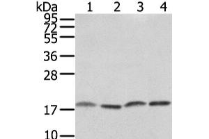 Western Blot analysis of PC3, TM4, hela and K562 cell using VAMP4 Polyclonal Antibody at dilution of 1/650 (VAMP4 anticorps)