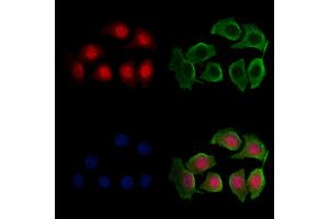 ABIN6263418 and ABIN6276466 staining Hela cells by IF/ICC. (MTAP anticorps  (Internal Region))