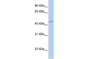 GABRA5 antibody used at 1 ug/ml to detect target protein. (GABRA5 anticorps)