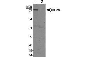 Image no. 5 for anti-Endothelial PAS Domain Protein 1 (EPAS1) (C-Term) antibody (ABIN363383)