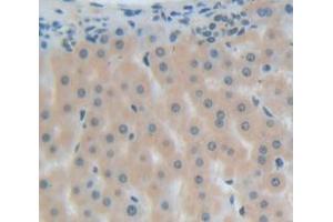 IHC-P analysis of Human Tissue, with DAB staining. (MGEA5 anticorps  (AA 6-240))