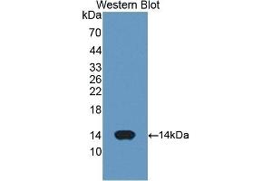 Detection of Recombinant CYCS, Human using Polyclonal Antibody to Cytochrome C (CYCS) (Cytochrome C anticorps  (AA 5-100))