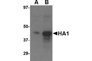 Western Blotting (WB) image for anti-Hemagglutinin antibody (Influenza A Virus H5N1) (Center) (ABIN2457870) (Hemagglutinin anticorps  (Center))
