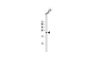 Anti-SRY Antibody (N-Term)at 1:2000 dilution + HepG2 whole cell lysates Lysates/proteins at 20 μg per lane. (SRY anticorps  (AA 52-82))