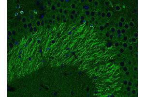 Indirect immunofluorescence labeling of PFA fixed, paraffin embedded mouse hippocampus section (dilution 1 : 500; green).